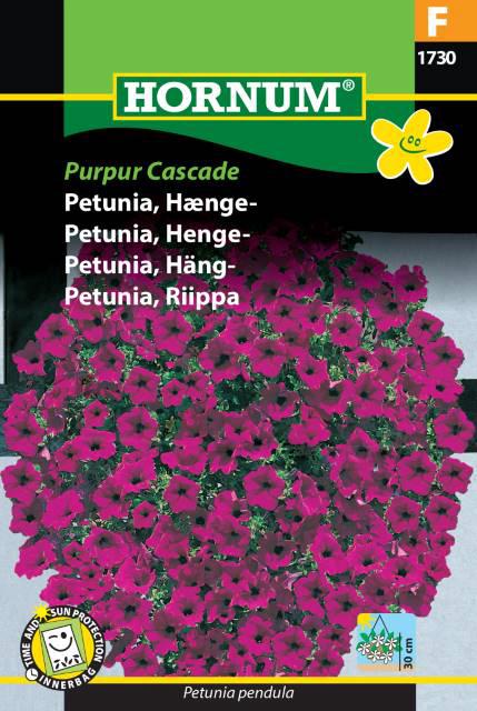 Petunia, Hængepetunia, Purpur Cascade