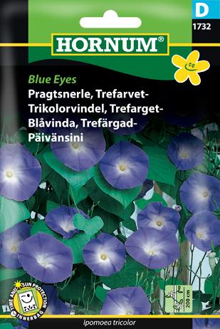 Pragtsnerle, Trefarvet-, Blue Eyes