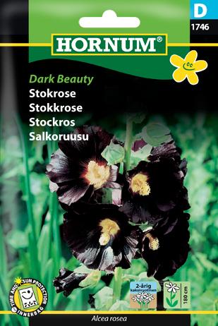 Stokrose, Dark Beauty