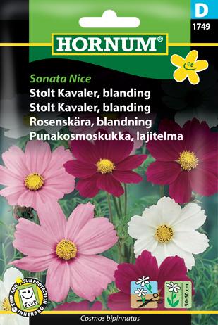 Stolt Kavaler, blanding, Sonata Nice