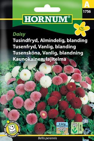 Tusindfryd, Almindelig, blanding, Daisy