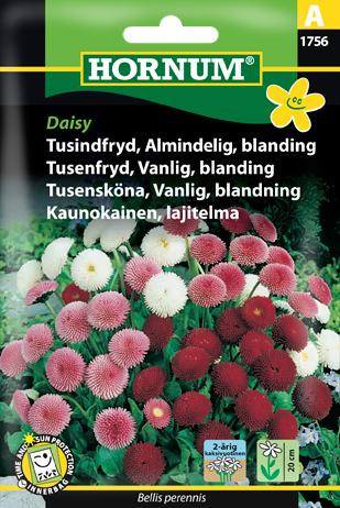Tusindfryd, Almindelig, blan., Daisy