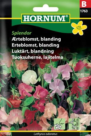 Ærteblomst, blanding, Splendor