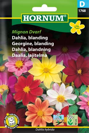 Dahlia, blanding, Mignon Dvarf