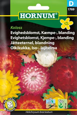 Evighedsblomst, Kæmpe-, blanding, Koloss