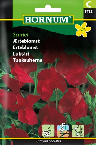 Ærteblomst, Scarlet