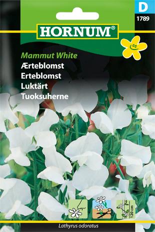 Ærteblomst, Mammut White