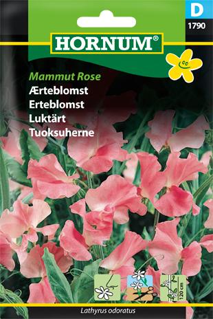 Ærteblomst, Mammut Rose