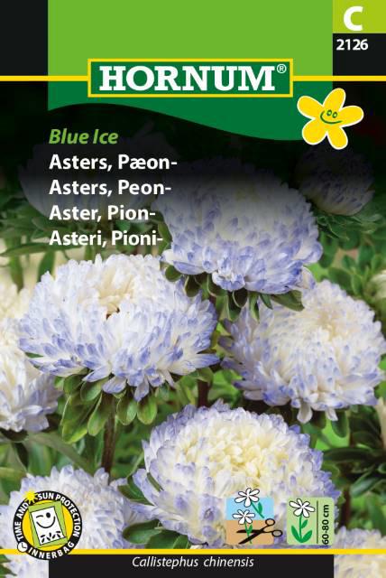 Asters, Pæonasters, Blue Ice