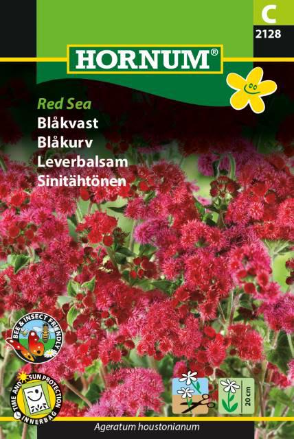 Blåkvast, Red Sea
