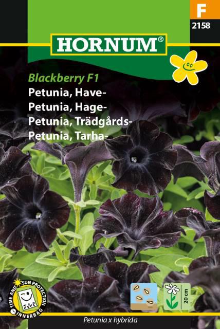 Petunia, Have-, Blackberry F1