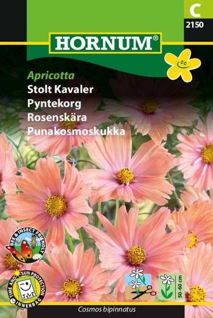 Stolt Kavaler, Apricotta