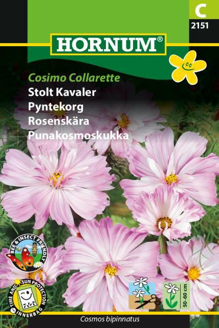 Stolt Kavaler, Cosimo Collarette