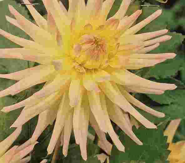 Dahlia cactus Shooting Star