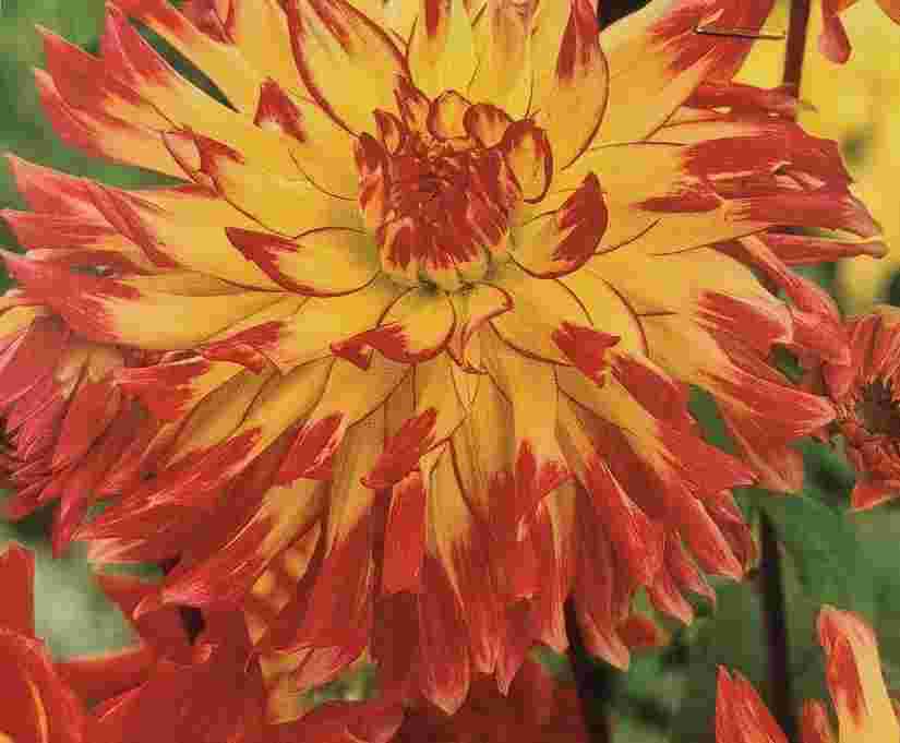 Dahlia cactus Vuurvogel