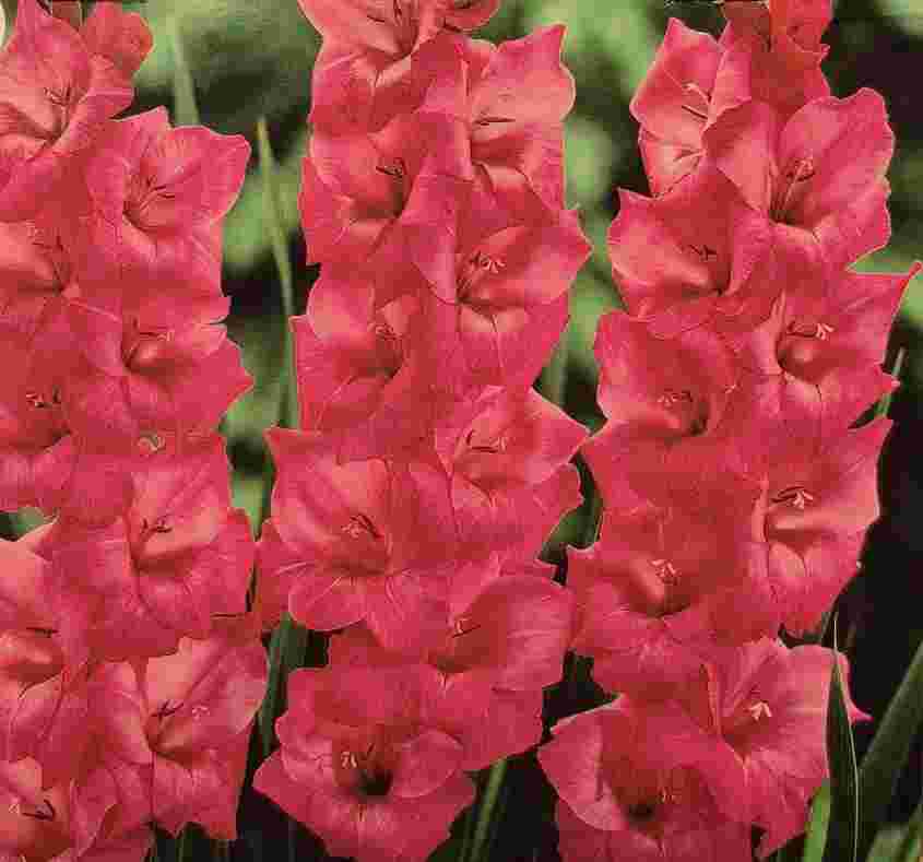 Gladiolus Fidelio