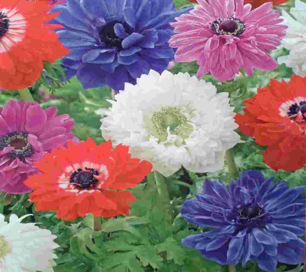 ANEMONE ST. BRIGID mix
