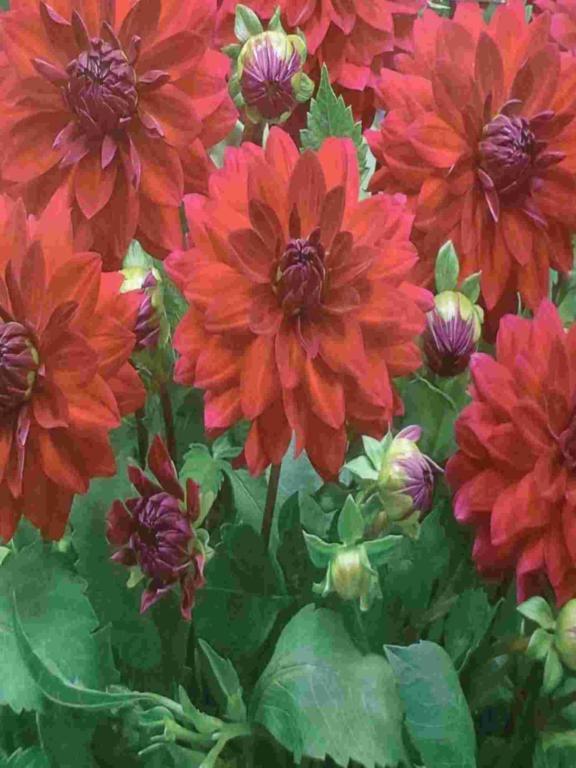 DAHLIA DEC.HEATWAVE
