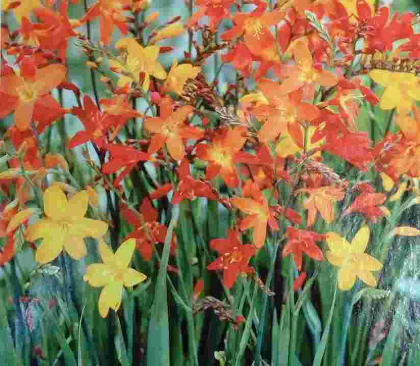 MONTBRETIA MIX