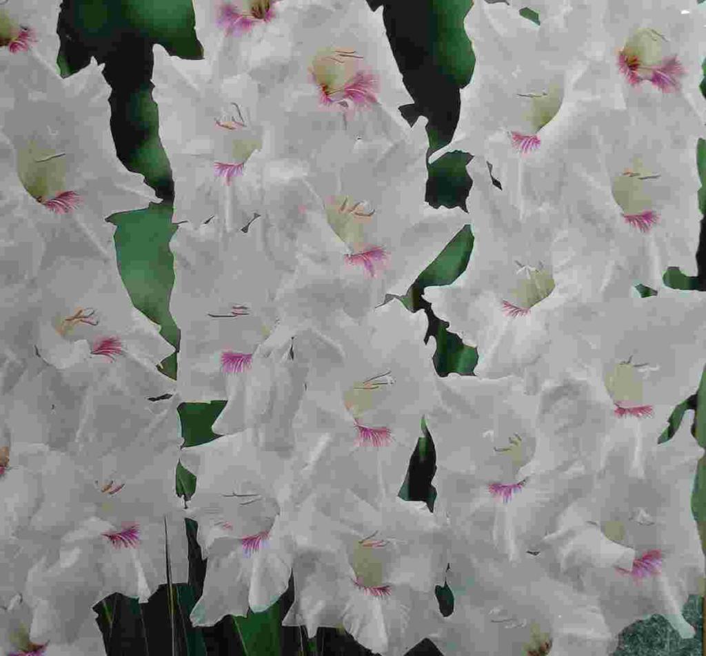 GLADIOLUS HOME COMING