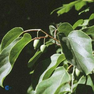 Actinidia Arguta "SUPER ISSAI"