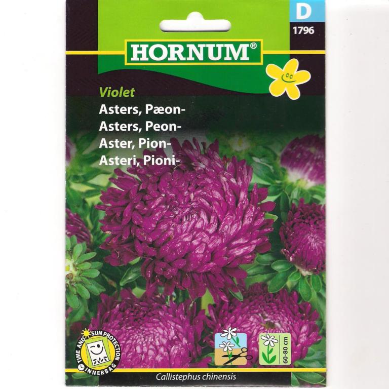 Asters, Pæon-, Violet