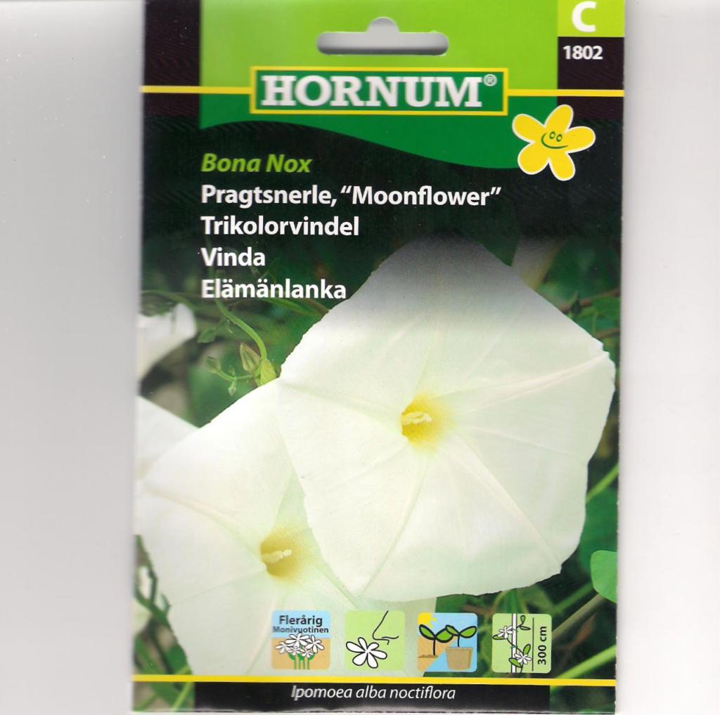 Pragtsnerle, Bona Nox