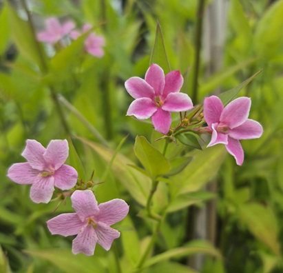 Jasminum Stephanense