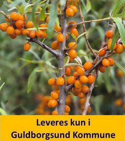 HIPPOPHAË BOTANICA
