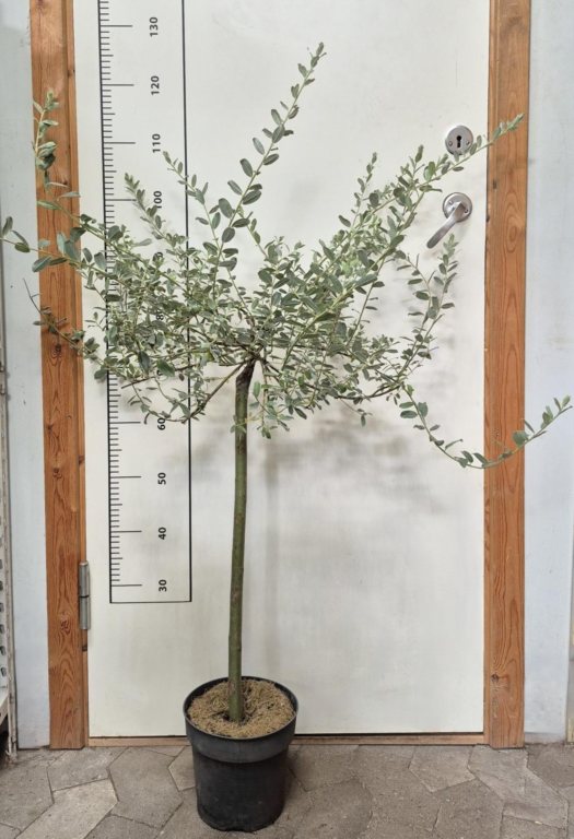 Salix Iona 60 cm. st.