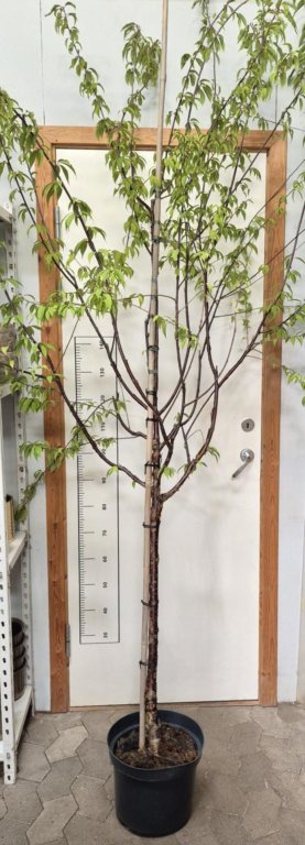 Prunus serrula
