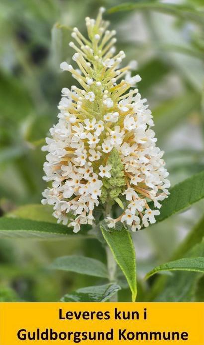 BUDDLEJA BUTTERFLY CANDY® LITTLE WHITE