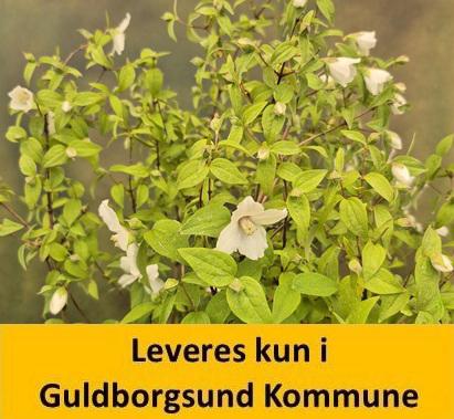 PHILADELPHUS PETITE PERFUME WHITE