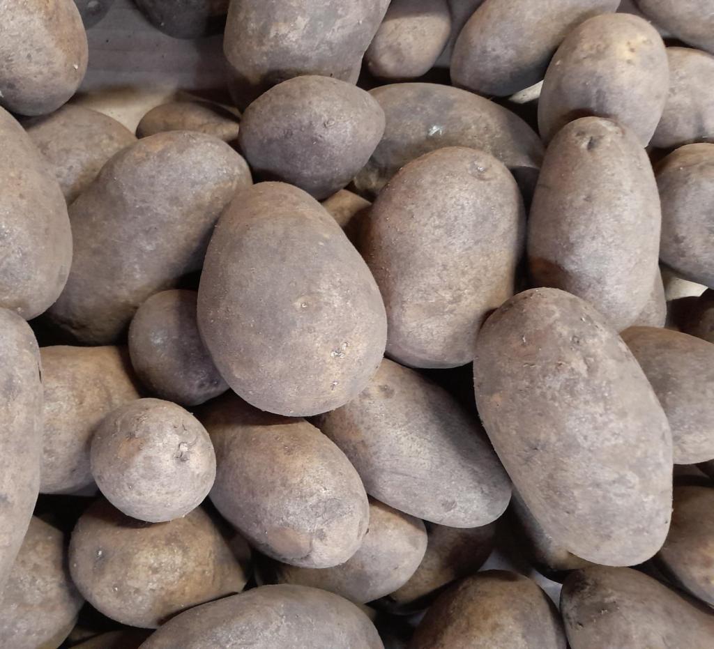 Sava 1,5 kg