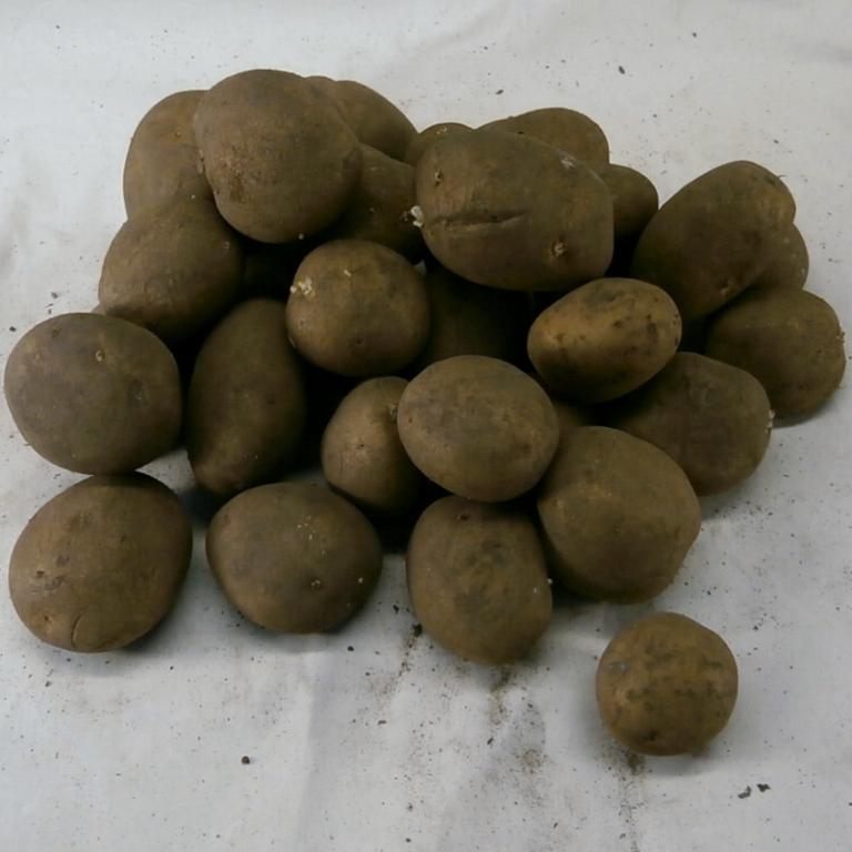Maya 1,5 kg