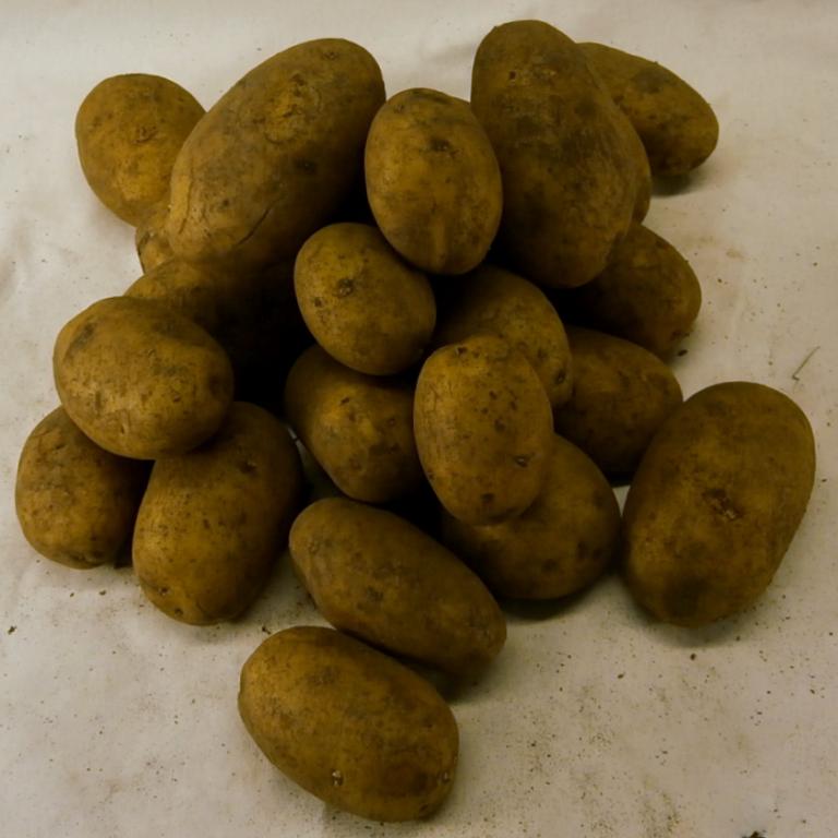Santera 1,5 kg