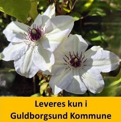 Clematis Miss Bateman