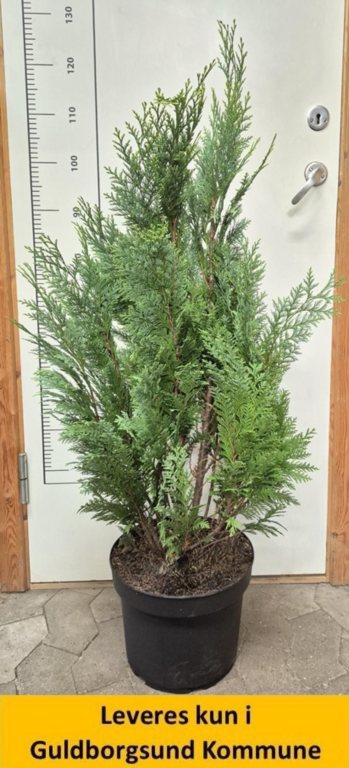 Chamaecyparis law. Alumii Gold 80 cm.