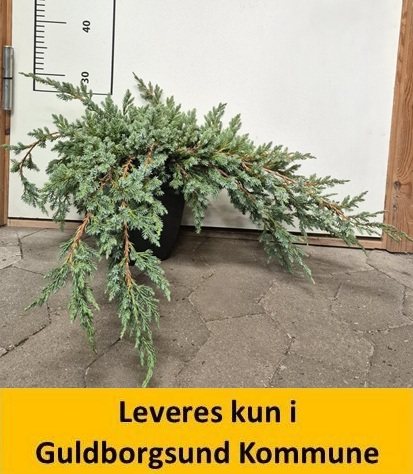 Juniperus squamata 'Blue Carpe