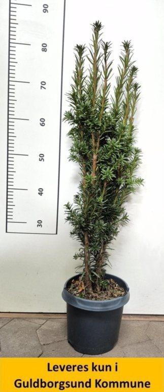 Taxus bacc.