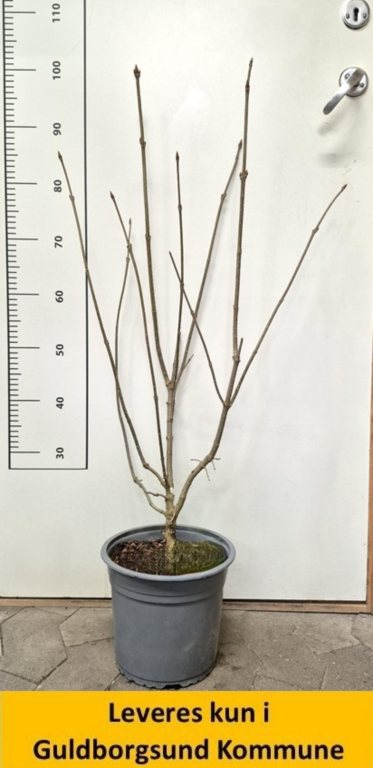 SYRINGA REFLEXA