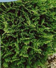 Thuja occ. Danica