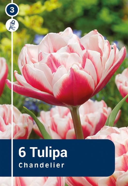 TULIPA CHANDELIER