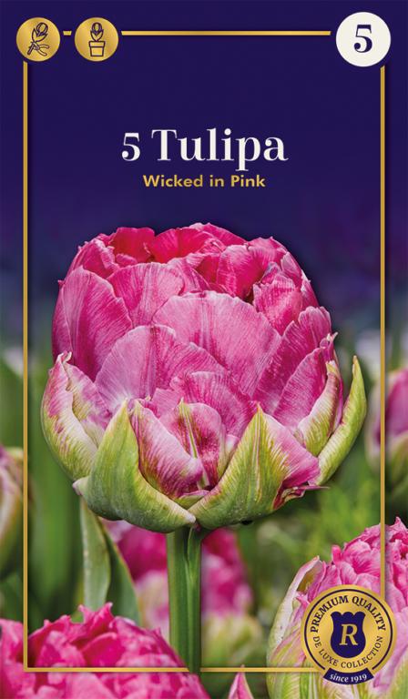 TULIPA WICKED IN PINK