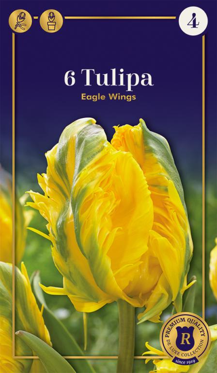 TULIPA EAGLE WINGS