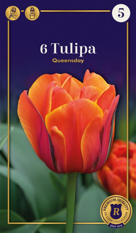 TULIPA QUEENSDAY