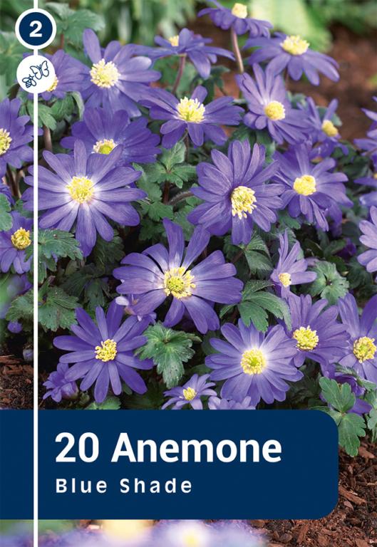 ANEMONE BLANDA BLUE SHADE