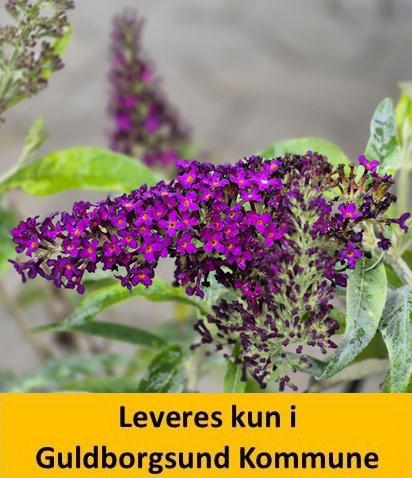 BUDDLEJA DARK DYNASTY