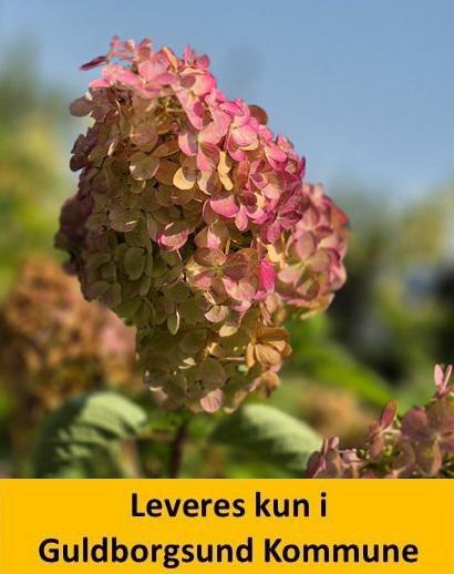 HYDRANGEA pan. FRAISE MELBA