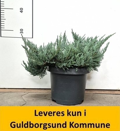 Juniperus hor. Blue Chip